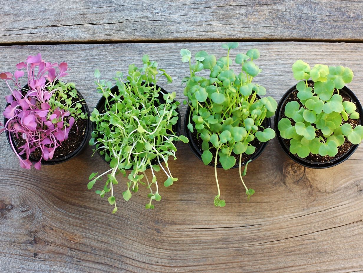 Pea microgreens plants in a garden